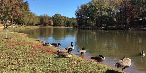 Public Information Session for Park Road Park Pond Dredging